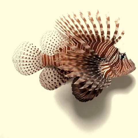 lionfish