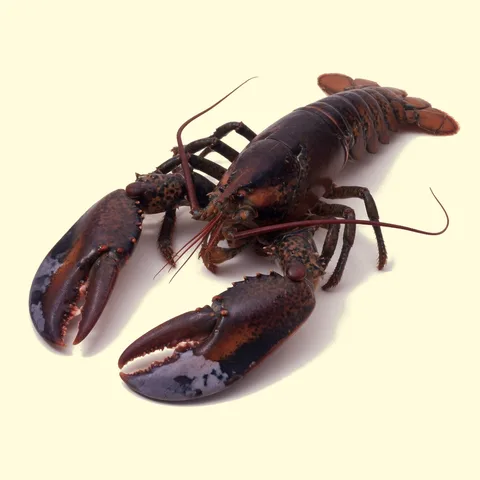 lobster