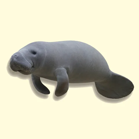 manatee