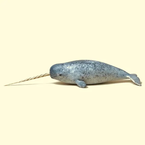 narwhal