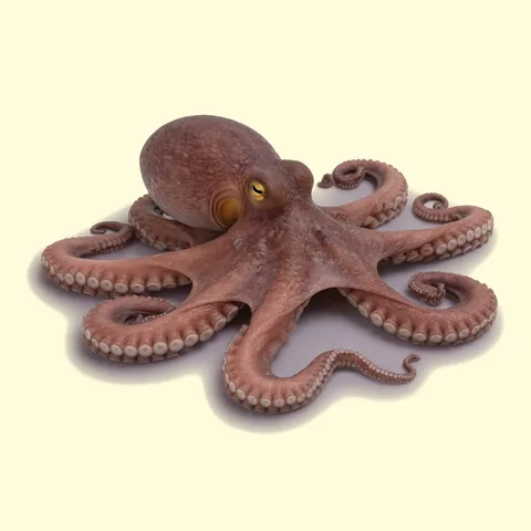 octopus