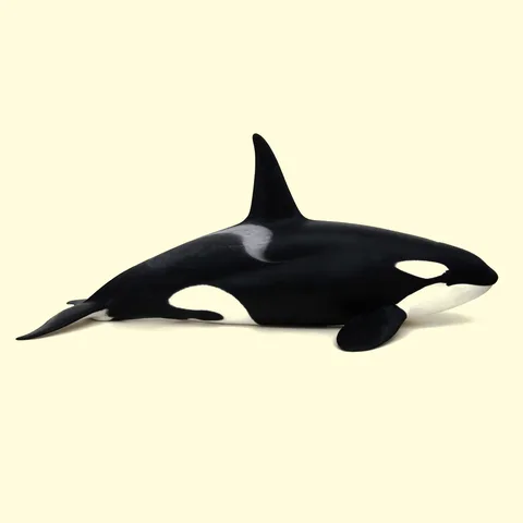 orca