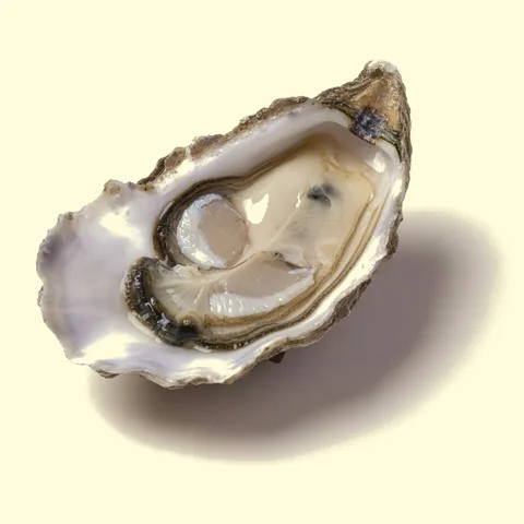 oyster