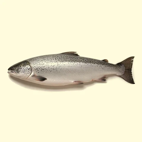 salmon