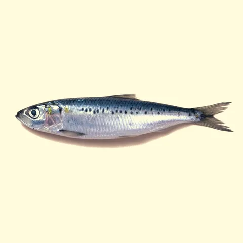 sardine