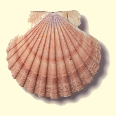 scallop