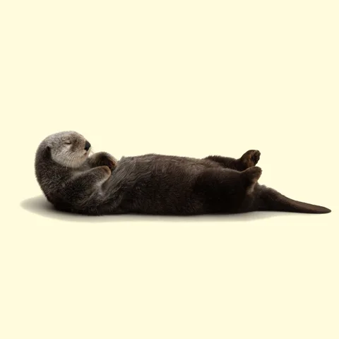 sea otter