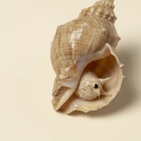 sea snail