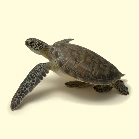 sea turtle