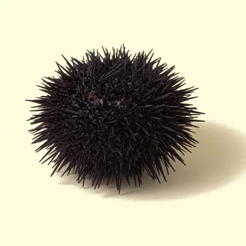 sea urchin