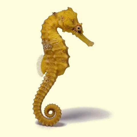 seahorse