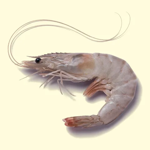 shrimp