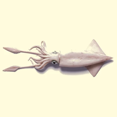 squid