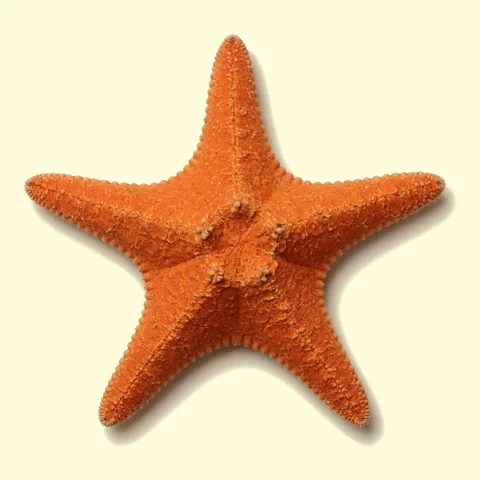 starfish