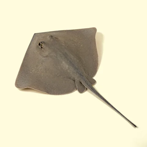 stingray