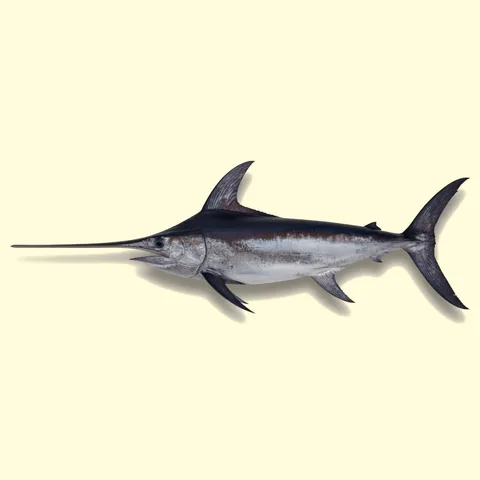 swordfish