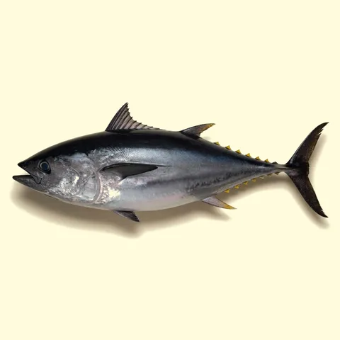 tuna