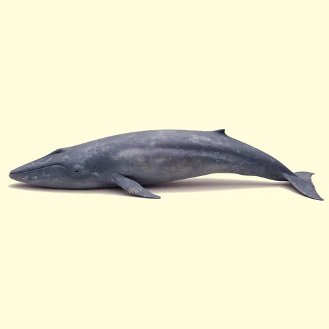 Sea Animals